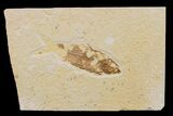 Fossil Fish (Knightia) - Wyoming #159556-1